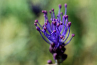 Macro